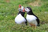 Atlantic Puffinborder=